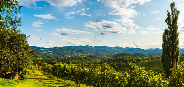 奥地利南施蒂里亚葡萄园旅行目的地葡萄情人旅游点日落风景南施蒂里亚葡萄园旅行目的地图片