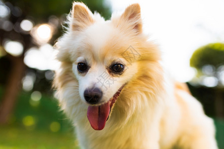 德语史匹兹狗有舌头外的意大利语有狗背景德国史皮兹狗户外的意大利语肖像图片