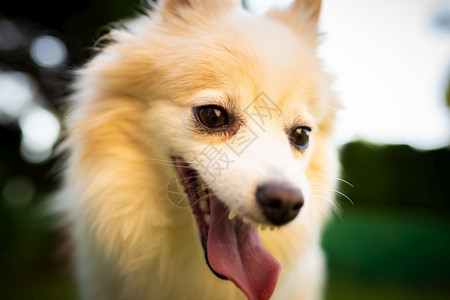 德语史匹兹狗有舌头外的意大利语有狗背景德国史皮兹狗户外的意大利语肖像图片