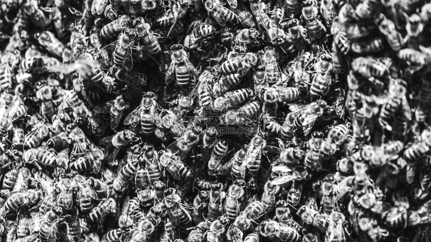 一群欧洲蜂蜜紧粘着一只蜜蜂女王的树丛缝合一群欧洲蜜蜂紧粘着一只黑白的树丛上蜜蜂图片