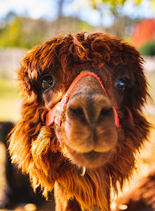 奥地利的赫伯斯坦动物园摄影机的美丽棕色阿拉帕卡图片