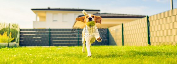 狗做鬼脸从后院跑过去有趣的小猎犬5岁发型顺滑犬式横幅狗做鬼脸从后院跑过去有趣的小猎犬5岁发型顺滑图片