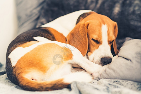 在客厅的沙发上睡着鸟狗在客厅沙发上摇摆着姿势犬概念睡着的鸟狗在客厅沙发上摇摆着图片