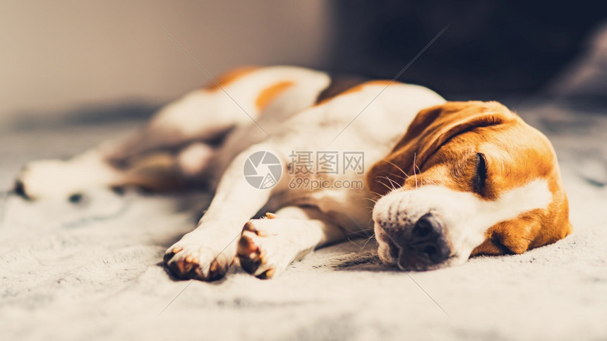在明亮的房间里狗躺在沙发上躺在毯子上复制空间肖像背景在明亮的房间里狗躺在沙发上躺在毯子上复制空间图片