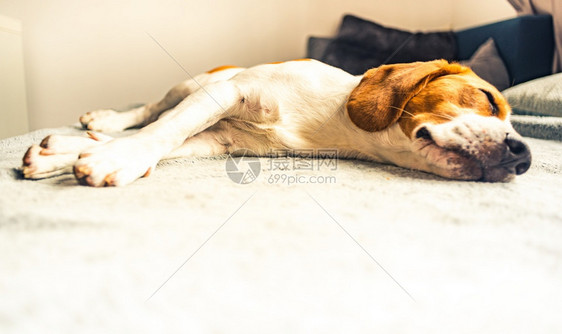睡在沙发上的狗睡在光亮房间里复制空肖像背景睡在光亮的沙发上狗睡在光亮房间里睡在毯子上复制空间图片