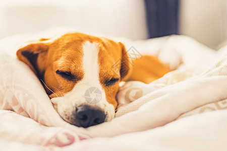 狗在人床上睡着狗在人床上睡觉狗的概念图片
