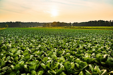 绿色卷心菜在田里生长农业概念图片