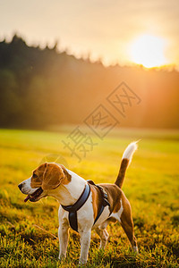 狗的肖像背光照了景在田野中日落时用舌头在草地上割图片