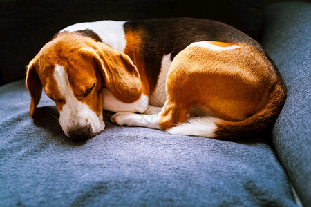 坐在沙发上的比格尔狗家具上的宠物概念沙发上的狗图片