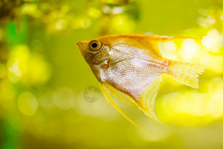 凤眼莲鳞在水下黄色的神仙鱼概念水芹水扇贝黄神仙鱼图片