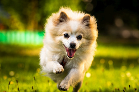 波美拉尼亚狗德国吐司克林向镜头跑去小家宠概念波美拉尼亚狗德国吐司克林向镜头跑去图片