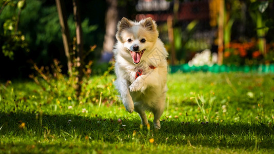 波美拉尼亚狗德国吐司克林向镜头跑去小家宠概念波美拉尼亚狗德国吐司克林向镜头跑去图片
