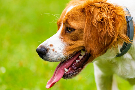 布雷顿猎犬小狗月开放和舌头出来复制空间在左边布列顿猎犬幼犬开着一个月伸出舌头图片