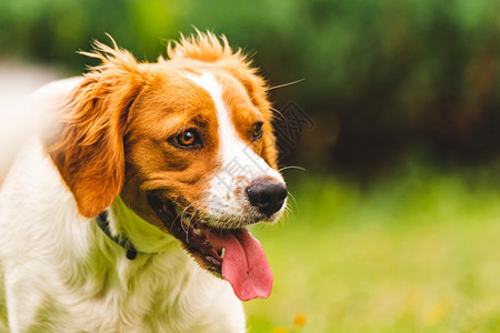 布莱顿猎犬小狗肖像右边空白处布雷顿猎犬小狗画像图片