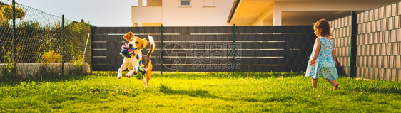 Beagle狗用绳子穿过绿色草地复制空间家禽狗概念拿蓝色球Beagle狗从绿色草地跑向相机右手边的婴儿图片