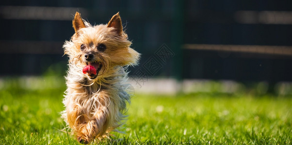 一个令人惊叹的约克郡泰瑞尔正在向着摄像头奔跑猎犬背景令人惊叹的约克郡泰瑞尔正在向着摄像头奔跑图片