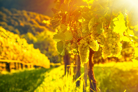 葡萄藤上的绿色葡萄背景明亮背景中的葡萄种植行葡萄藤上的绿色葡萄背景明亮图片