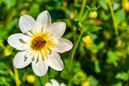 蜜蜂覆盖黄色花粉在绿背景下从白花中收集蜜对环境生态可持续很重要复制空间对环境生态可持续很重要图片