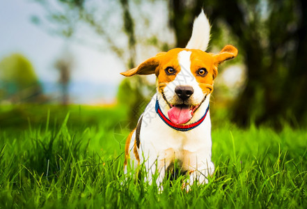 狗在绿色草地上用木棍对着摄像头跑比格犬在户外的概念纯种背景比格犬在绿色草地上用木棍对着摄影机比格犬在户外的概念图片