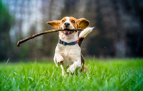 狗在绿色草地上用木棍对着摄像头跑比格犬在户外的概念纯种背景比格犬在绿色草地上用木棍对着摄影机比格犬在户外的概念图片