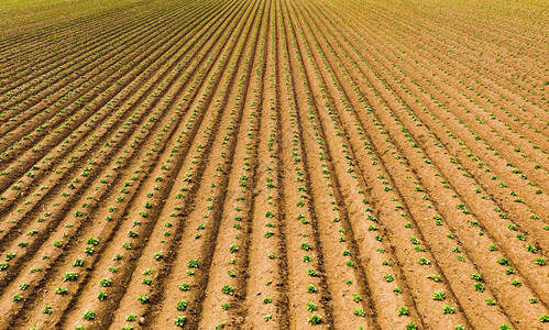 农村地区耕种田春季土豆农景观空中视图片