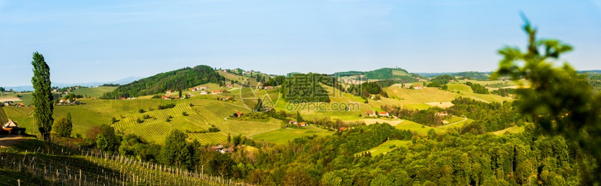奥地利斯洛文尼亚边界附近的南StyriaVineyards景观全春季在日落时看葡萄园田旅游目的地奥利斯洛文尼亚边界附近的南Sty图片