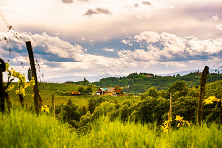 奥地利的春葡萄园南施蒂里亚的莱布尼茨地区葡萄酒国托斯卡纳Toscan等地和著名的旅游点春地奥利葡萄园南施蒂里亚的莱布尼茨Leib图片