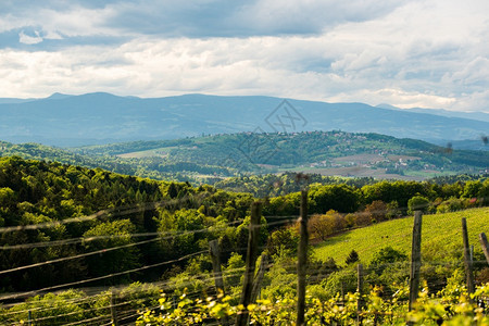 为葡萄酒种植的作物奥地利葡萄园的春假南施蒂里亚旅游点葡萄酒国景模糊的背选择重点南施蒂里亚旅游点图片