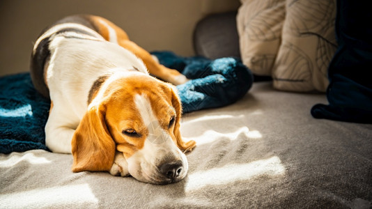 Beagle狗睡在明房的沙发上阳光照在窗户上狗睡阳光明媚的房间Beagle狗睡在明房的沙发上阳光照在窗户上图片