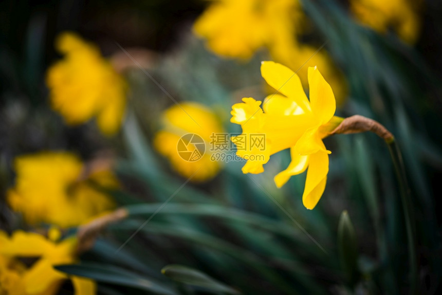 春时的花朵外溢自然背景有选择焦点图片