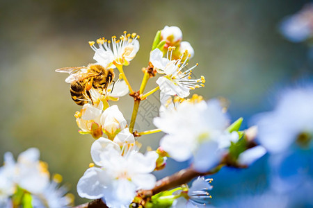 蜜蜂收集花和在白樱树花上传播粉对生态环境可持续具有重要意义复制空间蜜蜂收集花和在白樱树花上传播粉的近照图片