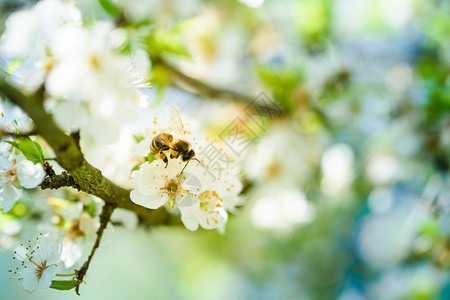 蜜蜂与花蜜蜂收集花和在白樱树花上传播粉对生态环境可持续具有重要意义复制空间蜜蜂收集花和在白樱树花上传播粉的近照背景