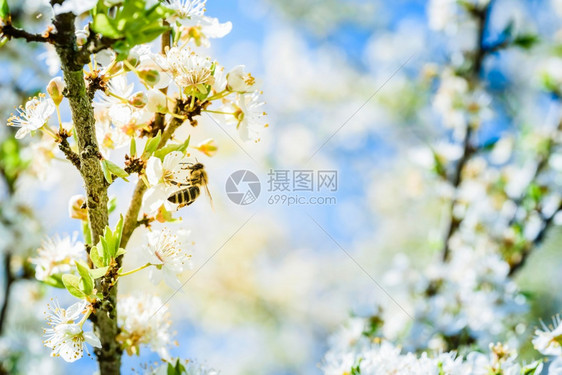 蜜蜂收集花和在白樱树花上传播粉对生态环境可持续具有重要意义复制空间蜜蜂收集花和在白樱树花上传播粉的近照图片