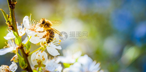 蜜蜂收集花和在白樱树花上传播粉对生态环境可持续具有重要意义复制空间蜜蜂收集花和在白樱树花上传播粉的近照图片