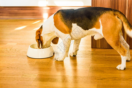 在明亮的室内狗小猎犬正在吃碗里的食物狗粮概念在明亮的室内狗小猎犬正在吃碗里的食物图片