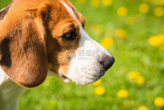 一只大耳朵的狗头在花园里左侧面的头部切开右侧复制空间在花园里用大耳朵的狗头切开图片