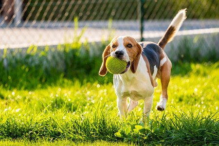 在花园户外的里玩比格尔狗的乐趣与球一起奔向相机在花园里阳光复制左边的空间在春天里比格尔狗在绿色草地上有一个球夏日与一起奔向相机图片