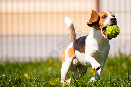 在花园户外的里玩比格尔狗的乐趣与球一起奔向相机在花园里阳光复制左边的空间在春天里比格尔狗在绿色草地上有一个球夏日与一起奔向相机图片
