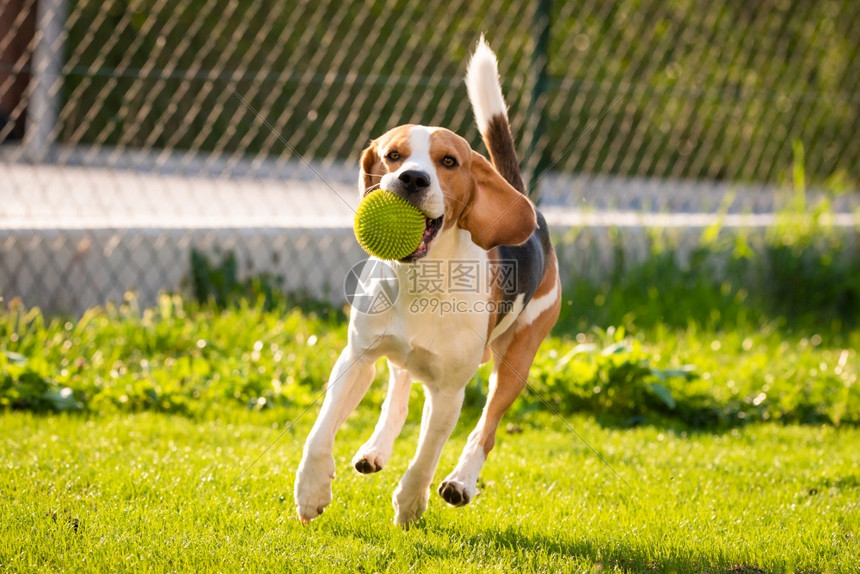 在花园户外野玩比格尔狗的乐趣与球一起奔向相机阳光在花园的日落春天在绿色草地上玩球的比格尔狗夏日与球一起奔向相机图片