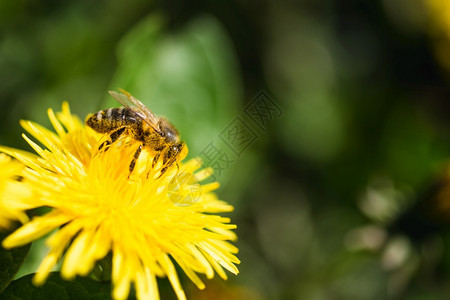 蜜蜂被黄色花粉覆盖从dandelion花朵中收集蜜对环境生态可持续很重要复制空间图片