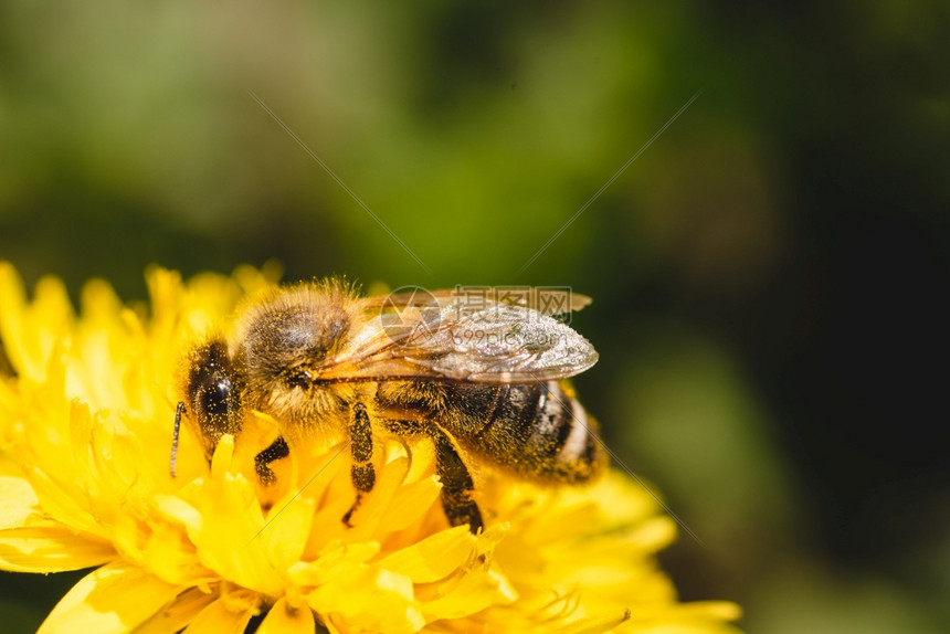 蜜蜂被黄色花粉覆盖从dandelion花朵中收集蜜对环境生态可持续很重要复制空间图片