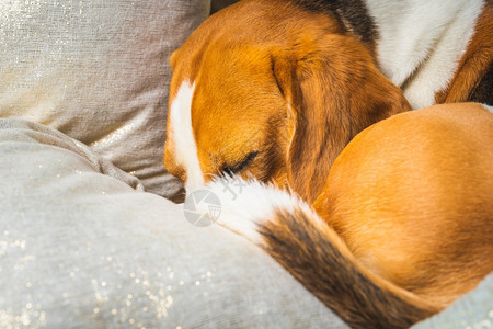 小猎犬比格尔狗睡在沙发上垫子之间的沙发上小猎犬比格尔狗睡在家里图片