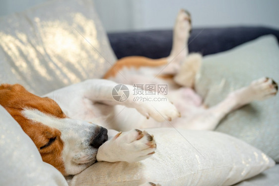 小猎犬比格尔狗睡在沙发上垫子之间的沙发上小猎犬比格尔狗睡在家里图片