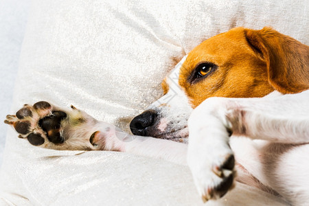 疲倦的狗睡在沙发上沙发上懒洋洋的小猎犬以狗为主题的背景疲倦的狗睡在沙发上沙发上懒洋洋的小猎犬图片