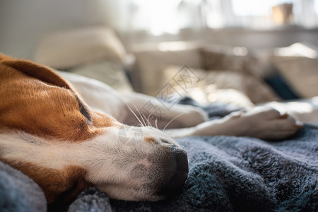 小猎犬比格尔狗睡在家里沙发上毯子的沙发复制空间小猎犬比格尔狗睡在家里沙发上图片