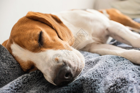 小猎犬比格尔狗睡在家里沙发上毯子的沙发小猎犬比格尔狗睡在家里沙发上图片