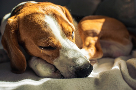 小猎犬比格尔狗睡在家里沙发上毯子的沙发小猎犬比格尔狗睡在家里沙发上图片