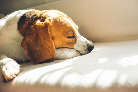 小猎犬比格尔狗睡在家里沙发上毯子的沙发复制空间小猎犬比格尔狗睡在家里沙发上图片
