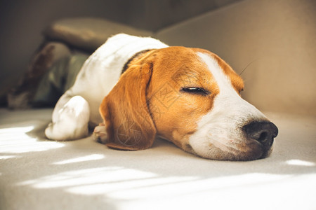 小猎犬比格尔狗睡在家里沙发上毯子的沙发复制空间小猎犬比格尔狗睡在家里沙发上图片