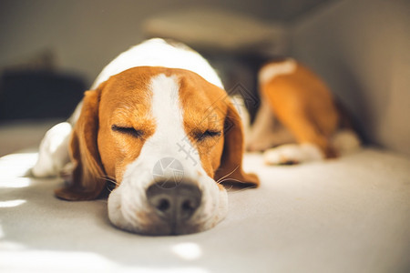 小猎犬比格尔狗睡在家里沙发上毯子的沙发复制空间小猎犬比格尔狗睡在家里沙发上图片